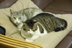 2ショット