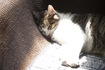 ちょこの居眠り