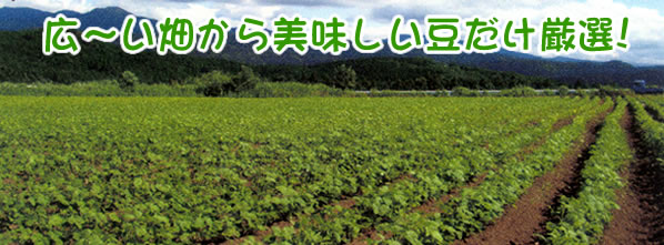 美味しいだだちゃ豆を厳選して!