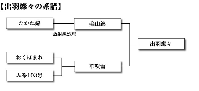 出羽燦々の系譜