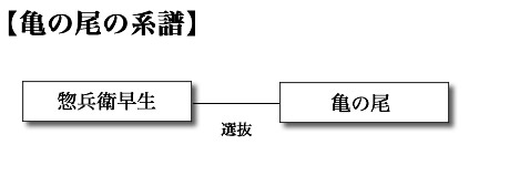 亀の尾の系譜