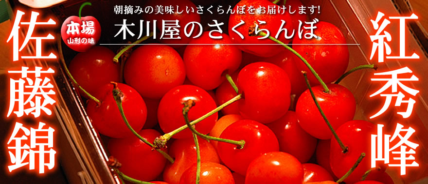 さくらんぼ販売 佐藤錦 大将錦 紅秀峰 農園から直送 山形の特産品 木川屋