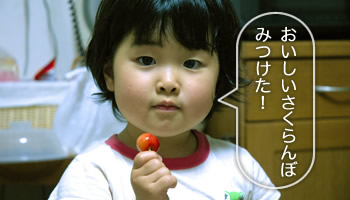 紅秀峰を食べるさくらんぼちゃん1