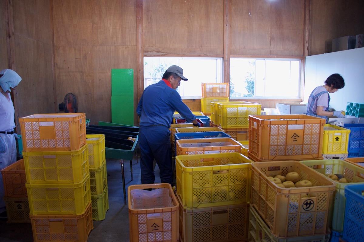 収穫期に行われる刈屋梨の選果と出荷作業