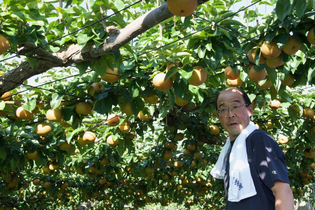 手入れの行き届いた梨園に立つ小松広幸さん